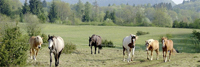 Forums équestres